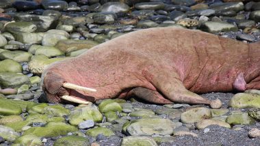 Freya, a 1300-Pound Walrus Killed in Norway To Reduce 'Continued Threat to Human Safety'